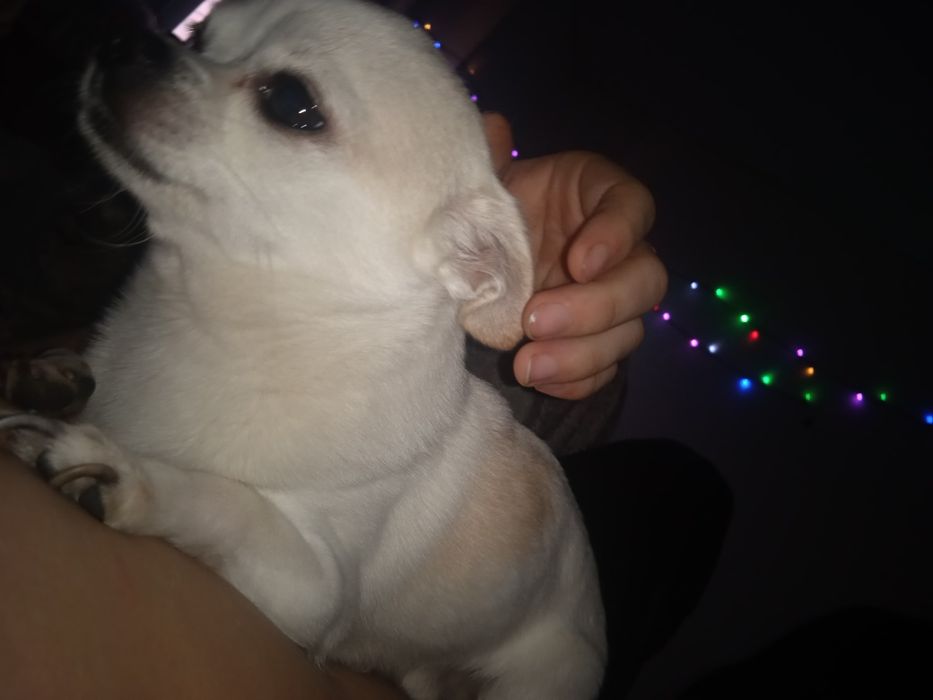 Продается сумчатая чихуахуа