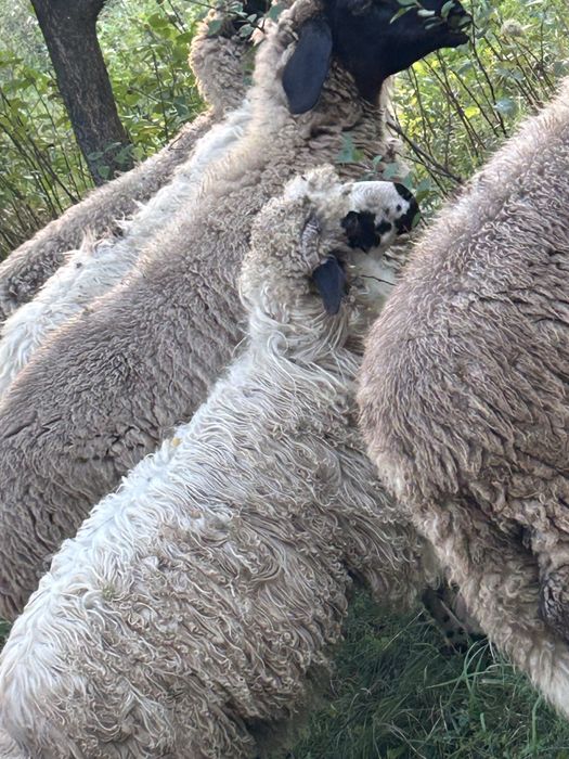 Vand oi carabase si 2 turcanr