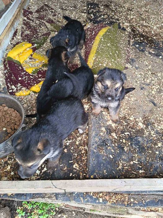 Продават се Немски овчарки