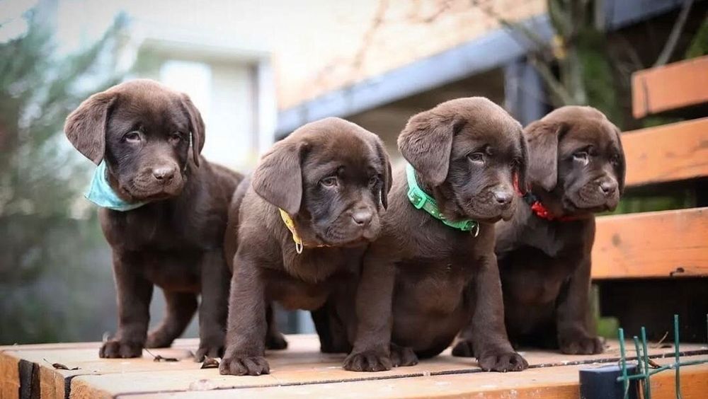 Щеночки ЛаБрАДоРа