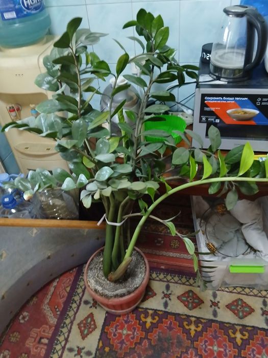 Продам цветы домашние