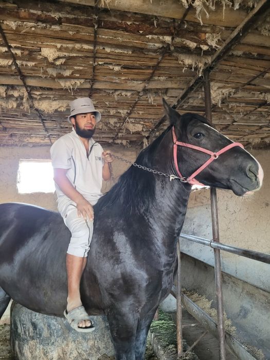 Продам лошадь кокпарски