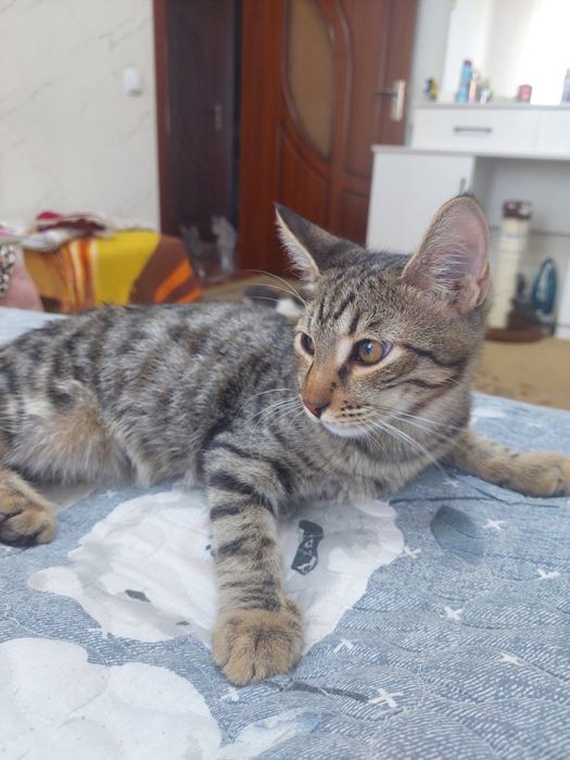 Отдам котят в добрые руки
