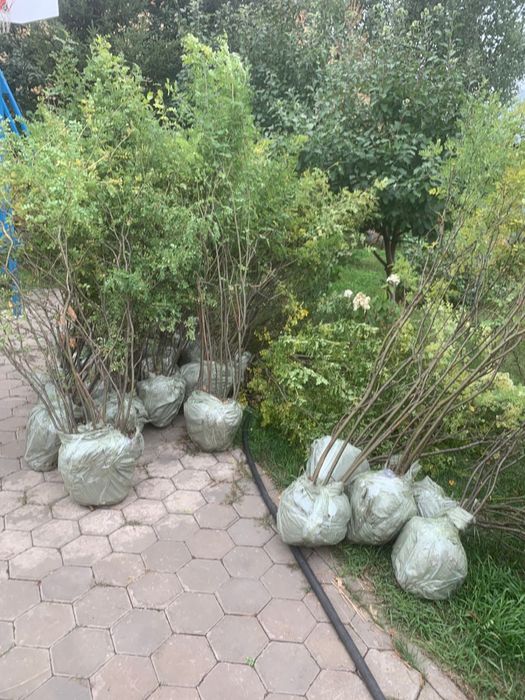 Саженцы акации