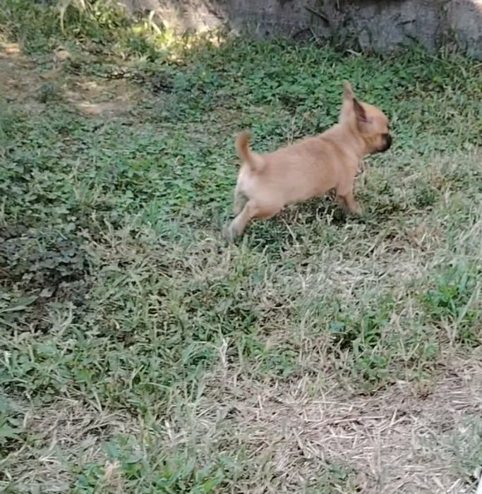 Чудесно мини чихуахуа момченце