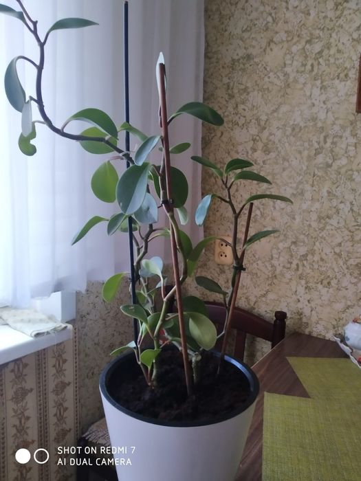 Продам цветок.недорого.