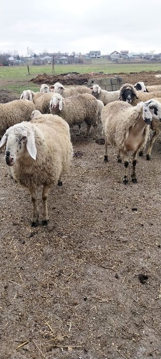 Ovine de vanzare