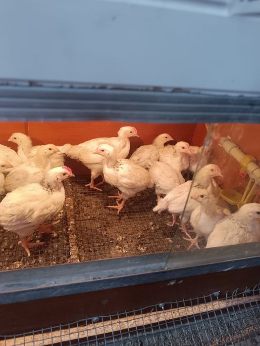 Адлерская серебристая