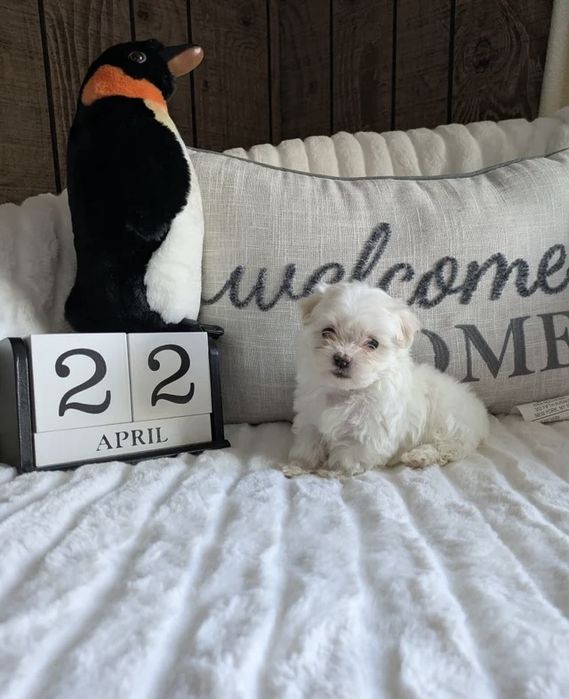 Fetita bichon maltez mini toy