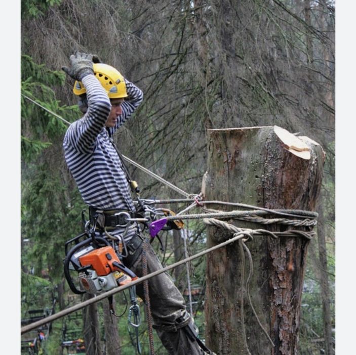 Спил Распил деревьев