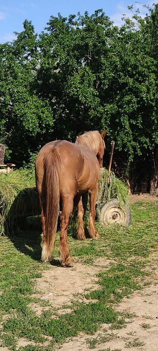 Cal de Vazare negociabil