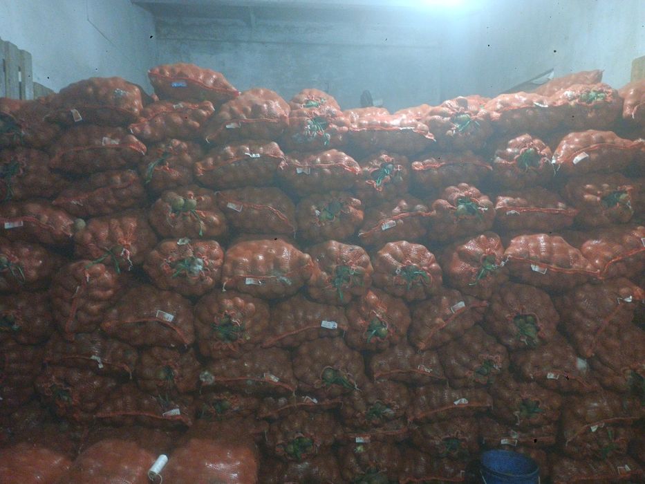 Картофель домашний