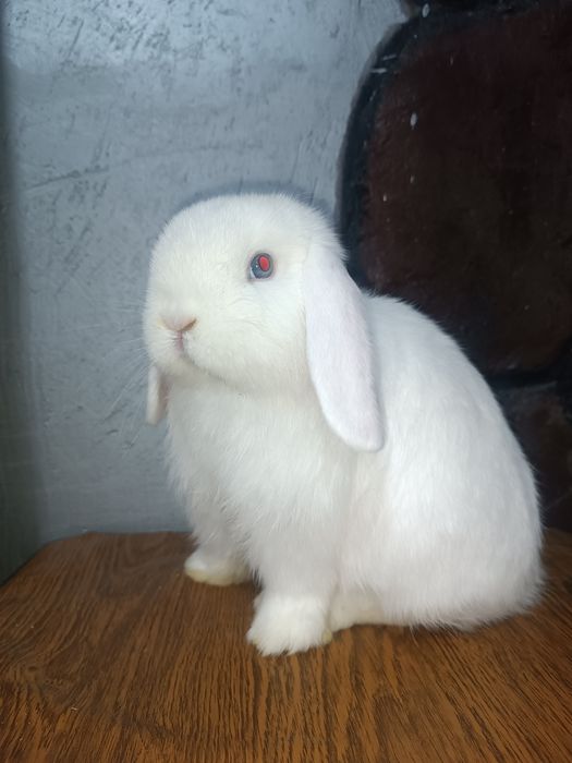 Продается декоративный кролик