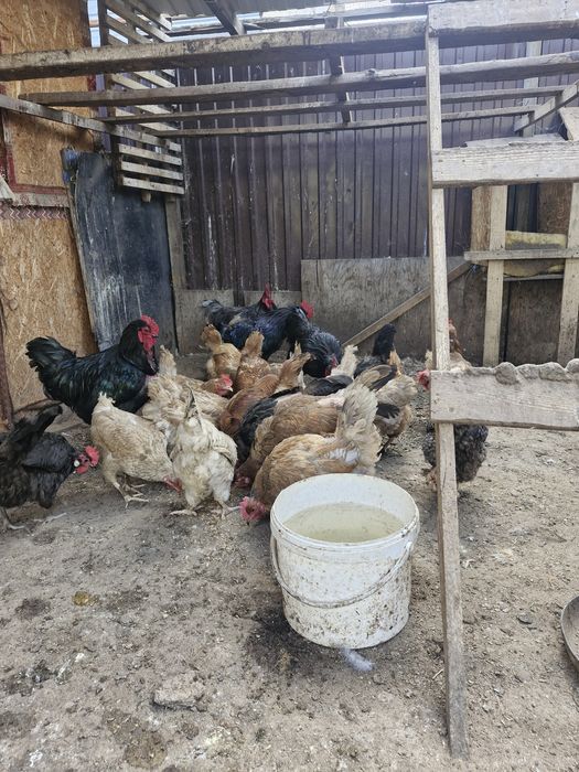 Продам домашних курей
