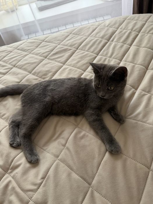 Отдам котенка в добрые руки
