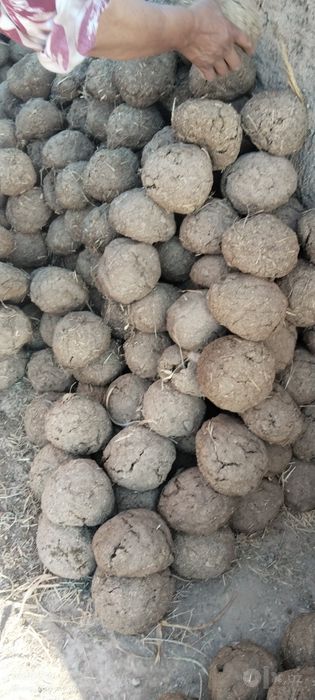 Gʻoʻlak, cholma sotiladi