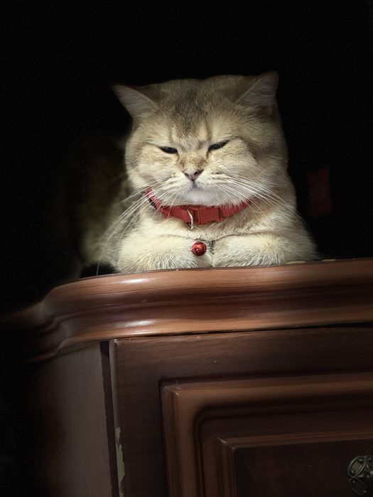продаю кошку  мать котят