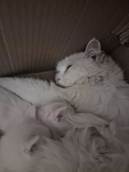 Котята котята котята