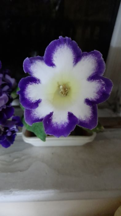 Продам, глоксиния