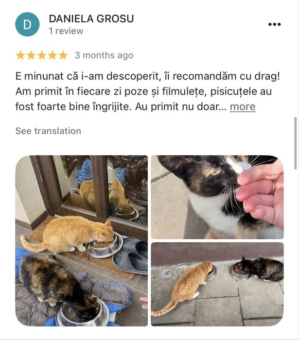 Cat Sitter la domiciliu Brasov