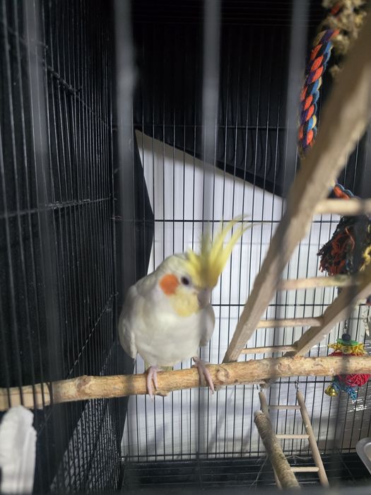 Сформированная пара Корелл для разведения