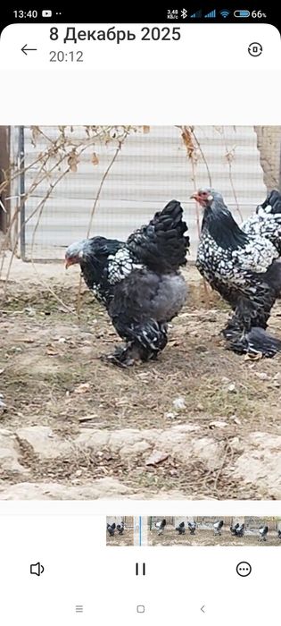 Точкали брамани тухумлари сотилади.