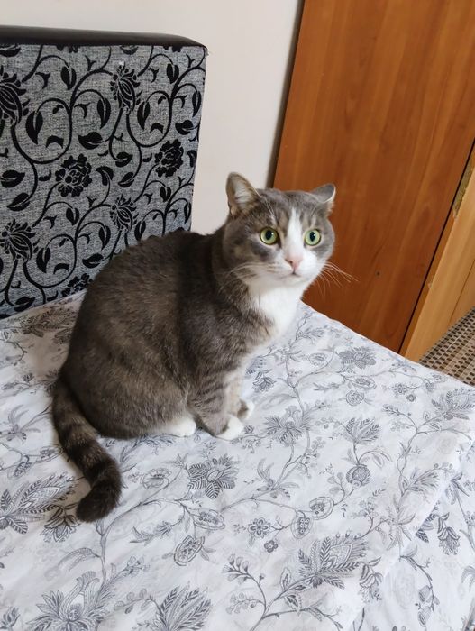Отдам кота в хорошие руки.