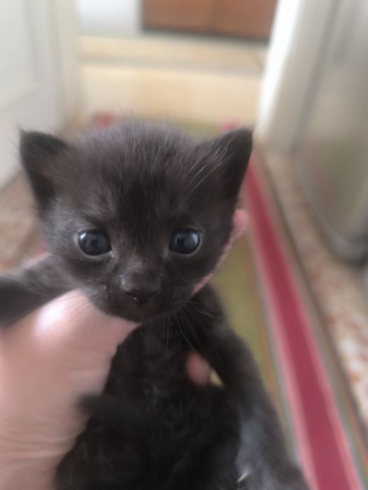 В подарок котёнок