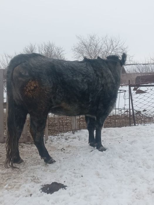 Корова с теленкам