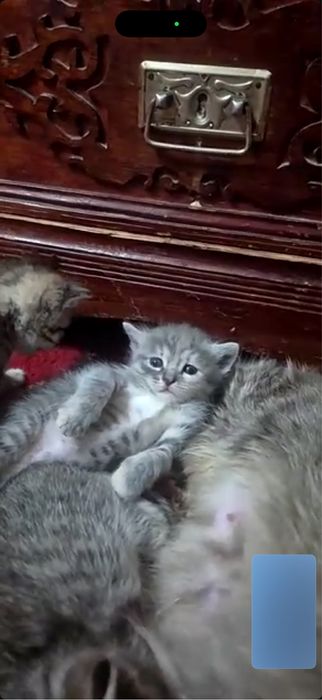 Отлам котят в добрые руки