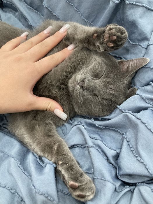 Отдам даром котенка