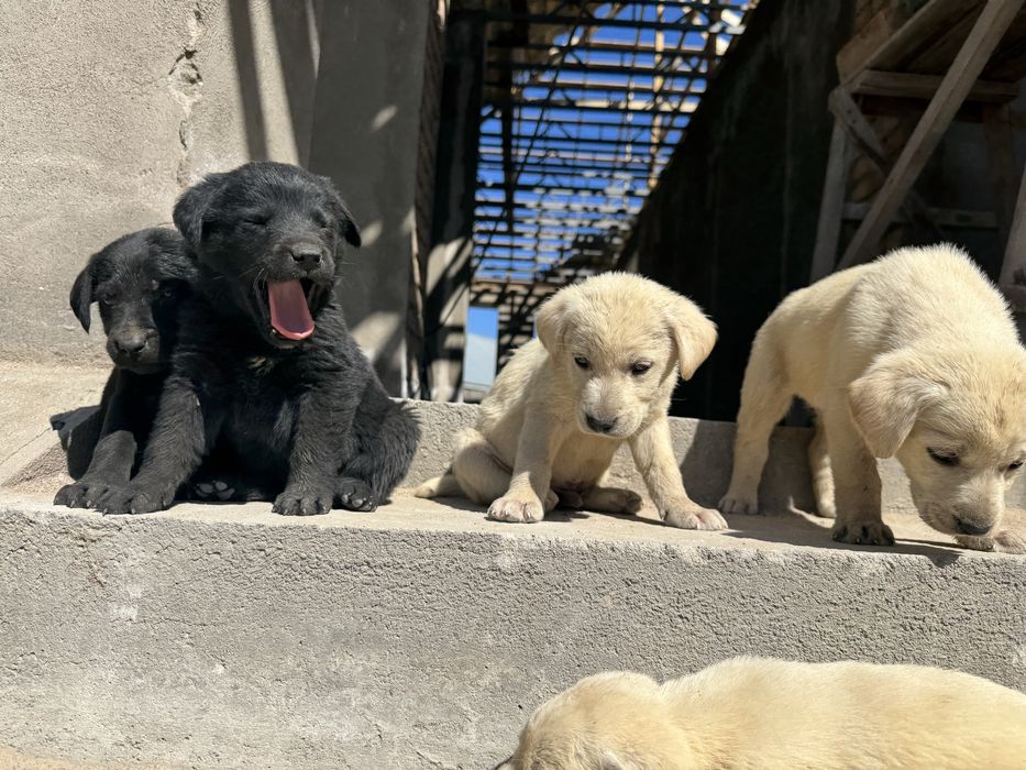 Продаются щенки лабрадора