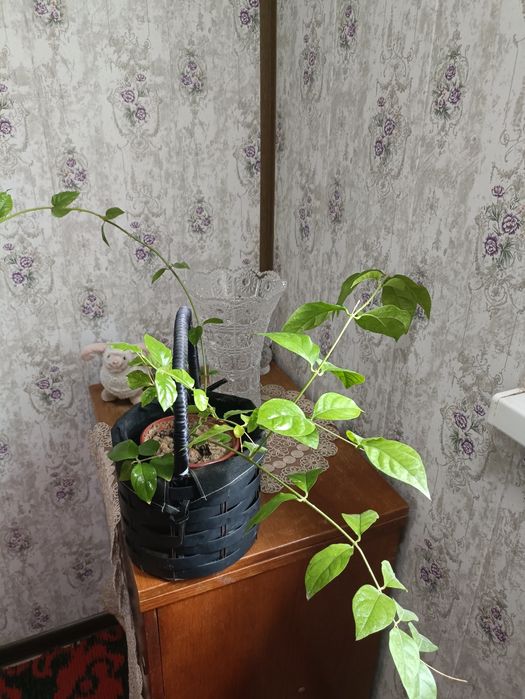 Продам домашние цветы 30000 штука