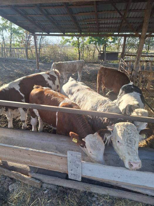 Vând viței între 200-300kg