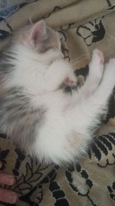 Котята даром в добрые руки