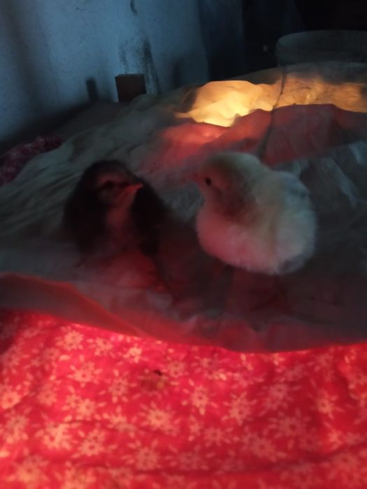 Домашние цыплята