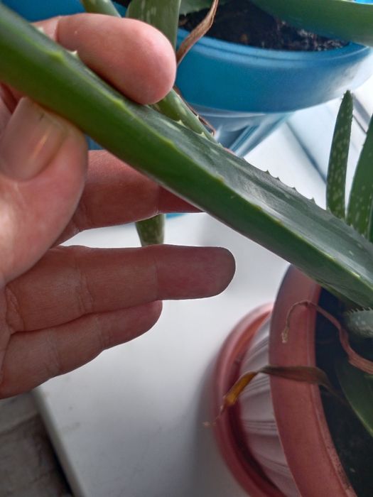 Алое спасительное ростение