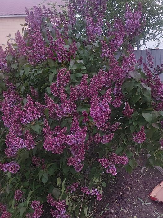 Сирень сирень сирень