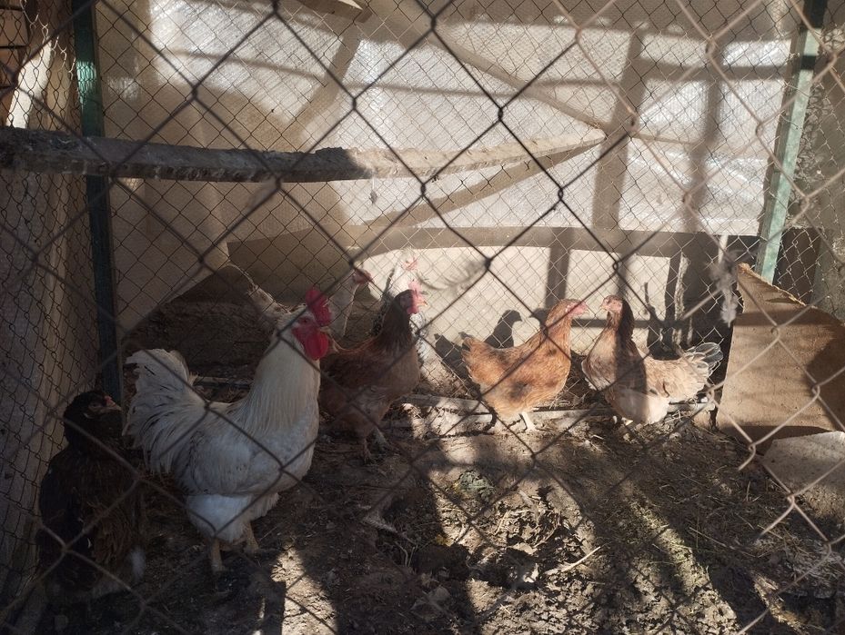 Таза, жас 1 қораз 4тауық