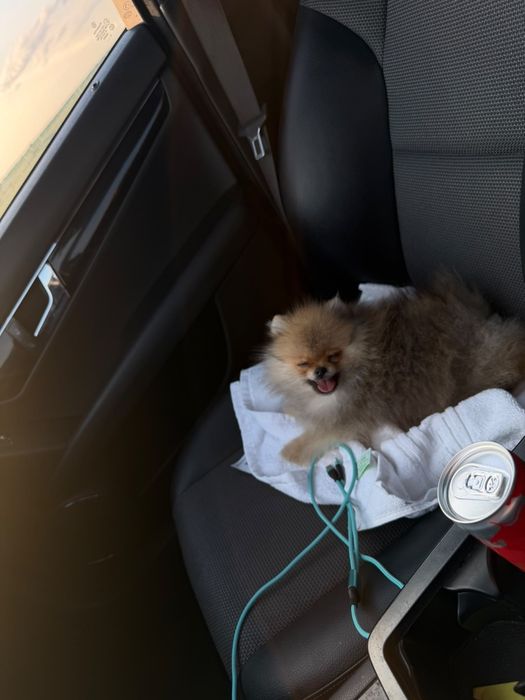 Catelus Pomeranian