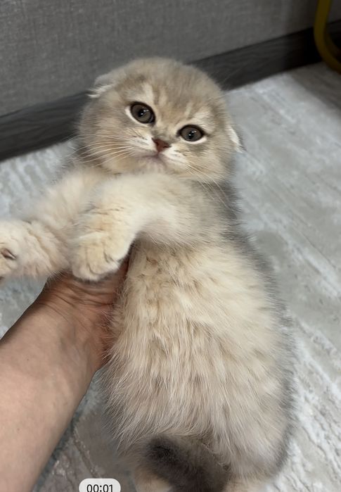 Продаётся шикарная девочка скоттиш-фолд