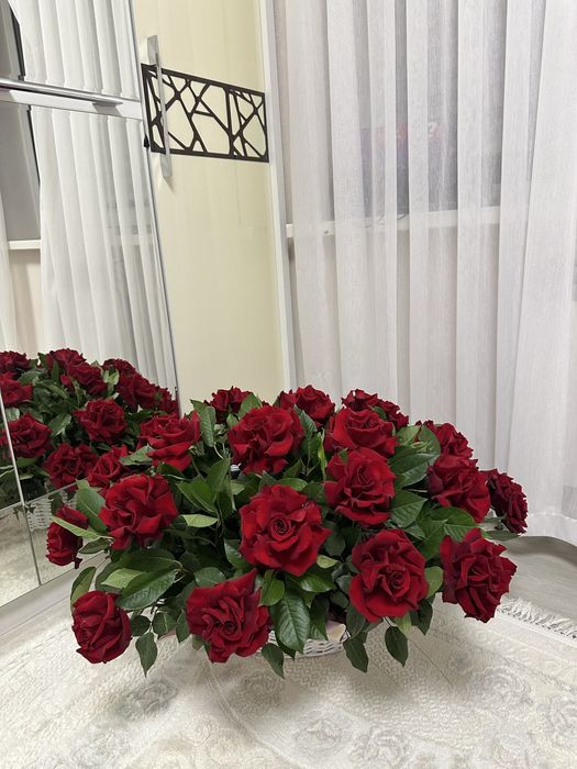 Продам цветы свежие