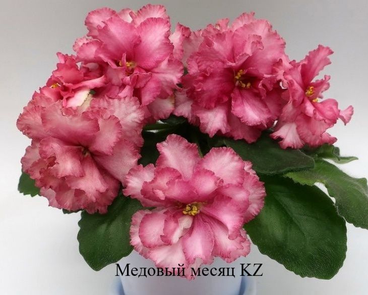 Продам сортовые фиалки