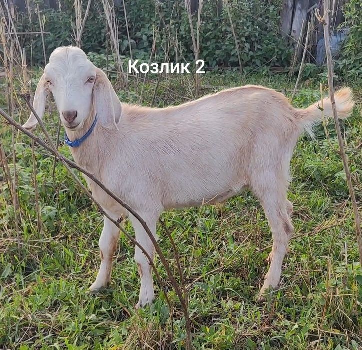 Козлята англонубийские 50%