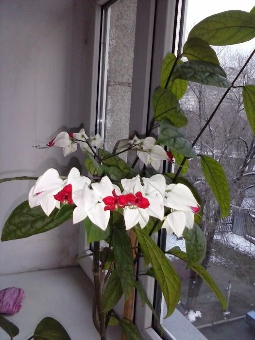 Клеродендрум Томпсона