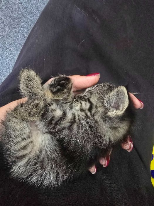 Котенок в добрые руки