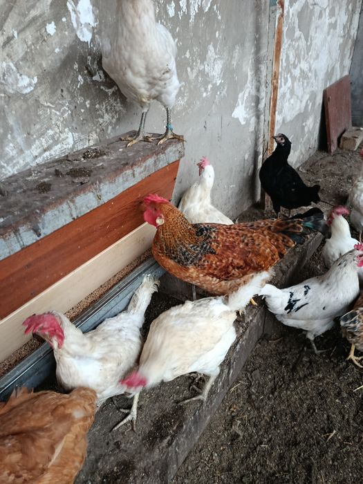 Продам молодых петухов.