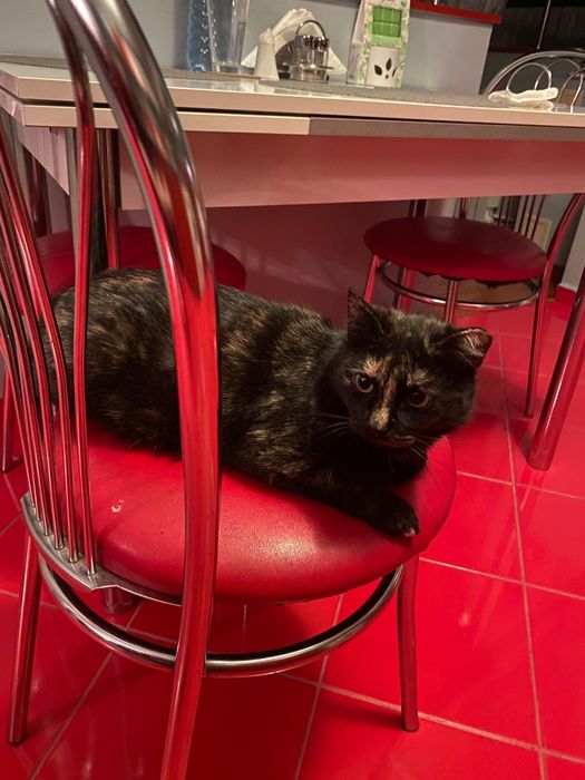 Adoptie pisica tortoishell Hera