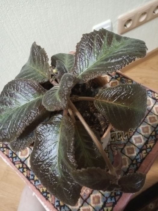 Продам цветы