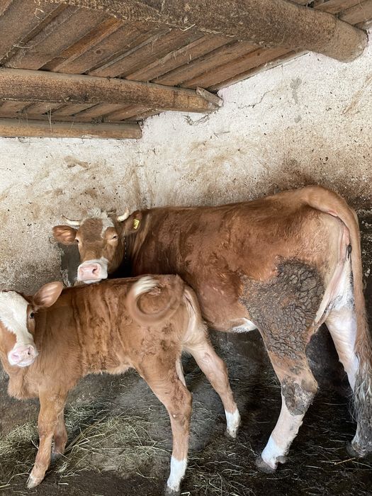 Vaca la prima fatare